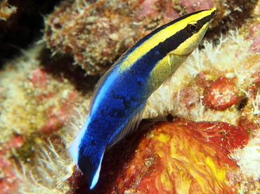 Hawaiian Cleaner Wrasse - Labroides phthirophagus - Big Island, Hawaii Hawaiian Cleaner Wrasse - Labroides phthirophagus - Big Island, Hawaii