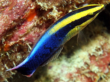 Hawaiian Cleaner Wrasse - Labroides phthirophagus - Big Island, Hawaii Hawaiian Cleaner Wrasse - Labroides phthirophagus - Big Island, Hawaii