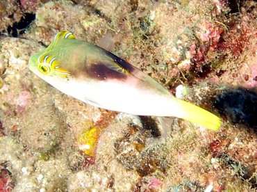 Lantern Toby - Canthigaster epilampra - Maui, Hawaii Lantern Toby - Canthigaster epilampra - Maui, Hawaii