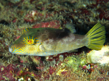 Lantern Toby - Canthigaster epilampra - Oahu, Hawaii Lantern Toby - Canthigaster epilampra - Oahu, Hawaii