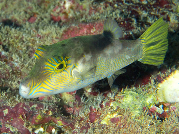 Lantern Toby - Canthigaster epilampra - Oahu, Hawaii Lantern Toby - Canthigaster epilampra - Oahu, Hawaii