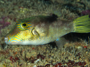 Lantern Toby - Canthigaster epilampra - Oahu, Hawaii Lantern Toby - Canthigaster epilampra - Oahu, Hawaii
