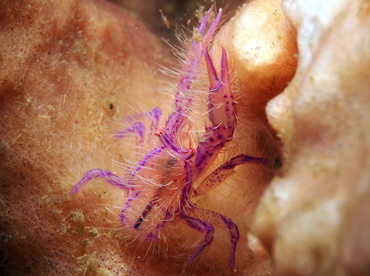 Hairy Squat Lobster - Lauriea siagiani - Lembeh Strait, Indonesia