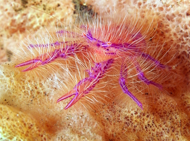 Hairy Squat Lobster - Lauriea siagiani - Bali, Indonesia