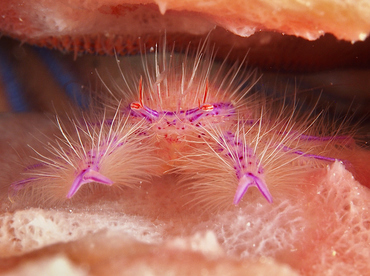 Hairy Squat Lobster - Lauriea siagiani - Wakatobi, Indonesia