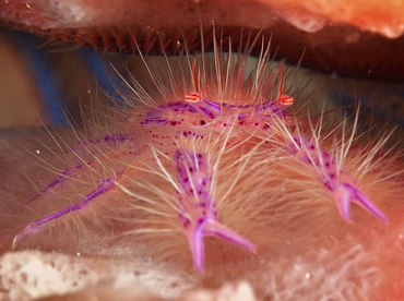 Hairy Squat Lobster - Lauriea siagiani - Wakatobi, Indonesia