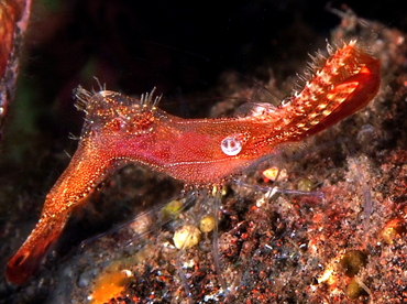 Donald Duck Shrimp - Leander plumosus - Bali, Indonesia
