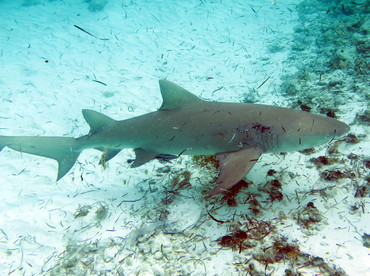 Lemon Shark - Negaprion brevirostris - The Exumas, Bahamas Lemon Shark - Negaprion brevirostris - The Exumas, Bahamas