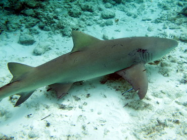Lemon Shark - Negaprion brevirostris - The Exumas, Bahamas Lemon Shark - Negaprion brevirostris - The Exumas, Bahamas