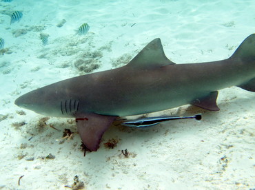 Lemon Shark - Negaprion brevirostris - The Exumas, Bahamas Lemon Shark - Negaprion brevirostris - The Exumas, Bahamas