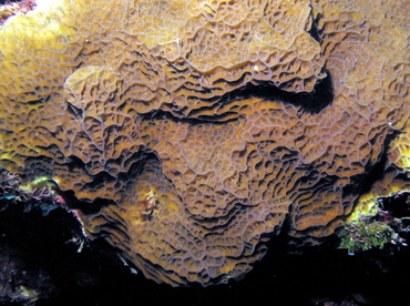 Lettuce Coral - Agaricia agaricities f. agaricities - Grand Cayman Lettuce Coral - Agaricia agaricities f. agaricities - Grand Cayman