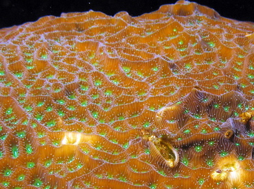 Lettuce Coral - Agaricia agaricities f. agaricities - Grand Cayman Lettuce Coral - Agaricia agaricities f. agaricities - Grand Cayman