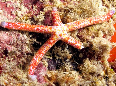 Mottled Linckia - Linckia multifora - Palau Mottled Linckia - Linckia multifora - Palau