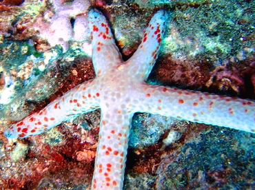 Mottled Linckia - Linckia multifora - Maui, Hawaii Mottled Linckia - Linckia multifora - Maui, Hawaii