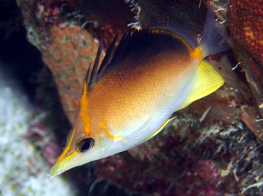Longsnout Butterflyfish - Prognathodes aculeatus - Turks and Caicos