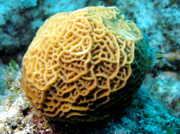 Low Relief Lettuce Coral - Agaricia humilis - Belize Low Relief Lettuce Coral - Agaricia humilis - Belize
