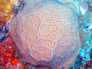 Low Relief Lettuce Coral - Agaricia humilis - Bimini, Bahamas Low Relief Lettuce Coral - Agaricia humilis - Bimini, Bahamas