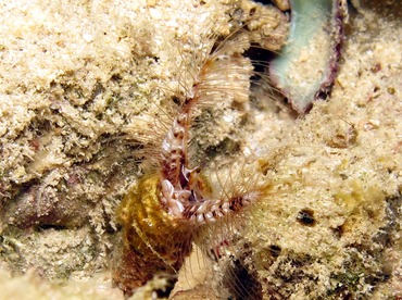 Devil Worm - Lygdamis wirtzi - Cozumel, Mexico Devil Worm - Lygdamis wirtzi - Cozumel, Mexico