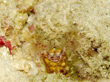 Devil Worm - Lygdamis wirtzi - Cozumel, Mexico Devil Worm - Lygdamis wirtzi - Cozumel, Mexico