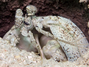Tiger Mantis Shrimp - Lysiosquillina maculata - Yap, Micronesia
