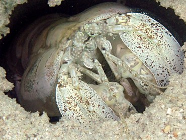 Tiger Mantis Shrimp - Lysiosquillina maculata - Yap, Micronesia