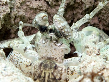 Tiger Mantis Shrimp - Lysiosquillina maculata - Yap, Micronesia