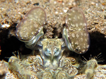 Tiger Mantis Shrimp - Lysiosquillina maculata - Dumaguete, Philippines