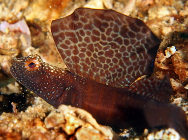 Magnificent Shrimpgoby - Tomiyamichthys emilyae - Anilao, Philippines