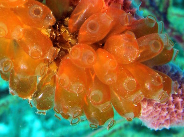 Mangrove Tunicate - Ecteinascidia turbinata - Nassau, Bahamas