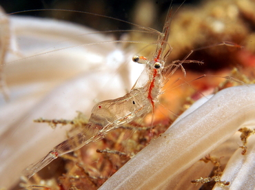 Translucent Gorgonian Shrimp - Manipontonia psamathe - Anilao, Philippines