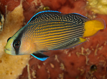 Splendid Dottyback - Manonichthys splendens - Wakatobi, Indonesia