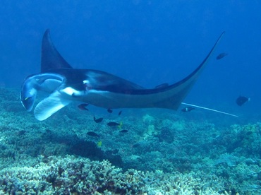 Reef Manta Ray - Manta alfredi - Maui, Hawaii Reef Manta Ray - Manta alfredi - Maui, Hawaii