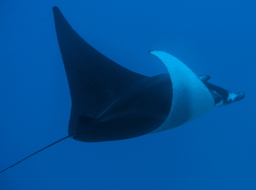 Reef Manta Ray - Manta alfredi - Big Island, Hawaii Reef Manta Ray - Manta alfredi - Big Island, Hawaii