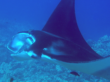 Reef Manta Ray - Manta alfredi - Big Island, Hawaii Reef Manta Ray - Manta alfredi - Big Island, Hawaii