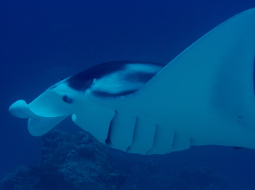 Reef Manta Ray - Manta alfredi - Palau Reef Manta Ray - Manta alfredi - Palau
