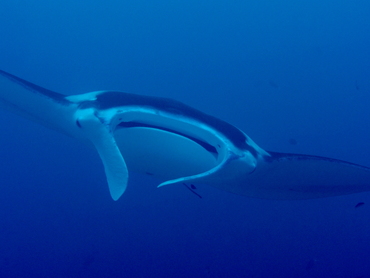 Reef Manta Ray - Manta alfredi - Palau Reef Manta Ray - Manta alfredi - Palau