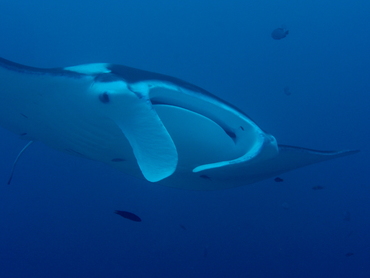 Reef Manta Ray - Manta alfredi - Palau Reef Manta Ray - Manta alfredi - Palau
