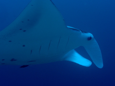 Reef Manta Ray - Manta alfredi - Palau Reef Manta Ray - Manta alfredi - Palau