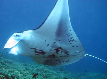 Reef Manta Ray - Manta alfredi - Maui, Hawaii Reef Manta Ray - Manta alfredi - Maui, Hawaii