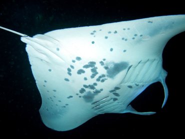Reef Manta Ray - Manta alfredi - Big Island, Hawaii Reef Manta Ray - Manta alfredi - Big Island, Hawaii