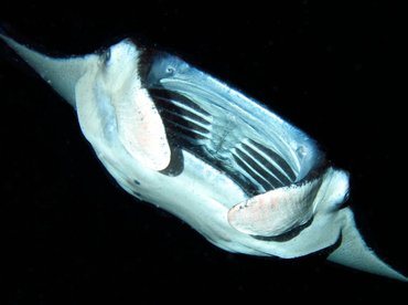 Reef Manta Ray - Manta alfredi - Big Island, Hawaii Reef Manta Ray - Manta alfredi - Big Island, Hawaii