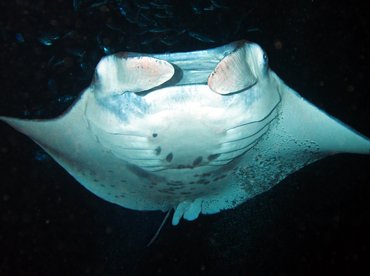 Reef Manta Ray - Manta alfredi - Big Island, Hawaii Reef Manta Ray - Manta alfredi - Big Island, Hawaii