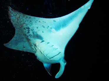 Reef Manta Ray - Manta alfredi - Big Island, Hawaii Reef Manta Ray - Manta alfredi - Big Island, Hawaii