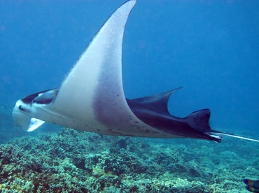 Reef Manta Ray - Manta alfredi - Maui, Hawaii Reef Manta Ray - Manta alfredi - Maui, Hawaii