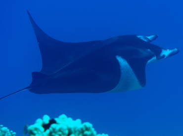 Reef Manta Ray - Manta alfredi - Big Island, Hawaii Reef Manta Ray - Manta alfredi - Big Island, Hawaii