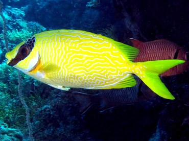 Masked Rabbitfish - Siganus puellus - Palau