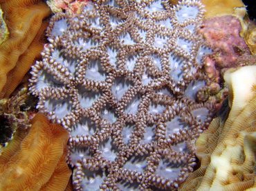 Mat Zoanthid - Zoanthus pulchellus - Bonaire Mat Zoanthid - Zoanthus pulchellus - Bonaire