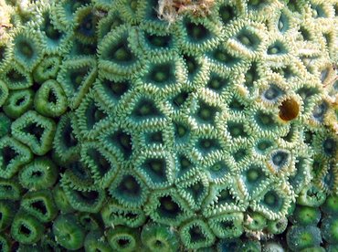 Mat Zoanthid - Zoanthus pulchellus - Isla Mujeres, Mexico Mat Zoanthid - Zoanthus pulchellus - Isla Mujeres, Mexico