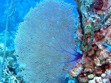 Wide-Mesh Sea Fan - Gorgonia mariae - Little Cayman Wide-Mesh Sea Fan - Gorgonia mariae - Little Cayman
