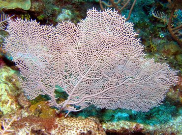 Wide-Mesh Sea Fan - Gorgonia mariae - Roatan, Honduras Wide-Mesh Sea Fan - Gorgonia mariae - Roatan, Honduras